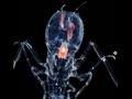 مخلوق The Amphipod