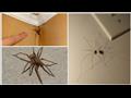 ترك العنكبوت في المنزل