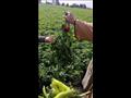 وزير الري يزور مزارعًا نجح في إدخال نظم الري الحديث