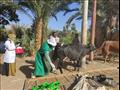 قوافل بيطرية لفحص وعلاج الماشية بأسوان 