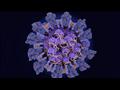 سلالة كورونا الجديدة