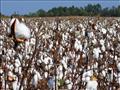 حقل للقطن