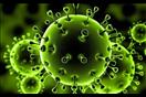 فيروس كورونا