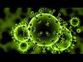 فيروس كورونا                                      