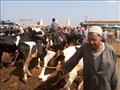 سوق دمنهور للماشـية قبل كورونا 