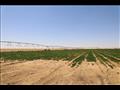 الوادي الجديد تنفذ مشروعا لزراعة البطاطس والفول السوداني 