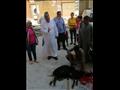 مستشفى الأقصر يذبحون خروفًا