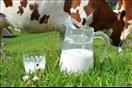 حليب الأبقار
