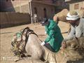 الزراعة قوافل بيطرية لفحص مواشي صغار المزارعين مجانًا في قنا وأسوان