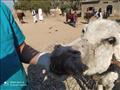 الزراعة قوافل بيطرية لفحص مواشي صغار المزارعين مجانًا في قنا وأسوان
