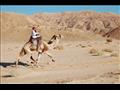 سباقات الهجن بجنوب سيناء