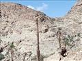 أنقاض النخيل بوادي فيران