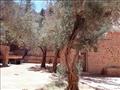 أشجار الزيتون المعمرة بدير سانت كاترين 