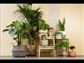 النباتات المنزلية
