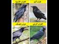 غراب كرو و الغراب الأسود و الغراب الزرعي و الغراب الغداف
