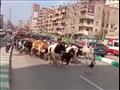 مرور قطيع يضم نحو 1000 رأس ماشية