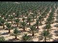 زراعة النخيل