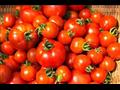 الطماطم 