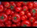 الطماطم 