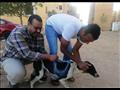 حملات لتطعيم وتعقيم كلاب الشوارع 