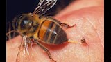 هل لدغة النحلة تعالج الأورام والألم؟.. اعرف السر 