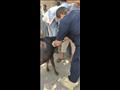 قافلة بيطرية لعلاج مواشي صغار المربين