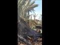 حريق نخيل جنينة في بني سويف