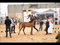 المهرجان الدولي للخيول العربية الأصيلة