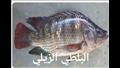طرق التفرقة بين سمك البلطي النيلي والمزارع