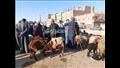 أسواق بيع المواشي والأغنام بمحافظة أسيوط 