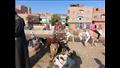 أسواق بيع المواشي والأغنام بمحافظة أسيوط 