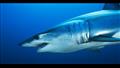 Shortfin-mako