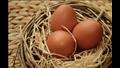 البيض البني 