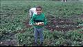 موسم حصاد البطاطس