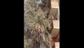 سقوط شجرة على منزل (4)