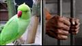 تسبب ببغاء في الحكم على رجل بالسجن مدى الحياة
