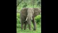 لسبب صادم.. فيلة تنهي حياة سائح دهسا (فيديو)
