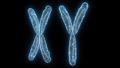  الكروموسومات الجنسية، X وY
