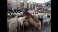 أسواق المواشي (6)