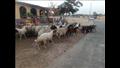 أسواق المواشي (2)