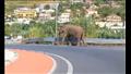 فيل يفاجئ المارة وقائدي السيارت في إيطاليا