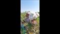 جني القطن (20)
