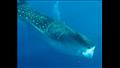 القرش الحوتي