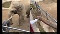 لن تتوقع.. هذا ما فعله فيل بعد سقوط حذاء طفل داخل حظيرته (فيديو)