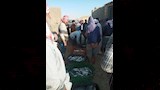 افتتاح موسم الصيد في بحيرة قارون (6)