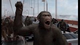 على طريقة فيلم "Rise of the Planet of the Apes".. هروب قردة من معمل أبحاث في أمريكا