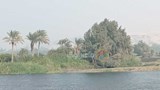 الجزر النيلية في المنيا (9)