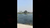 الجزر النيلية في المنيا (3)