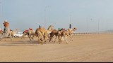 سباقات الهجن بمضمار شرم الشيخ