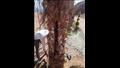 بالصور- قافلة زراعية لفحص أشجار النخيل في جنوب سيناء